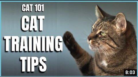 Cats 101: Effective and Basic Cat Training Tips