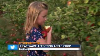 Heat affects Wisconsin's apple crop