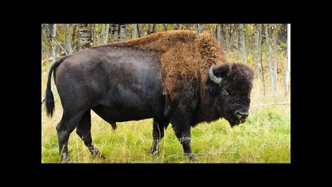 Morning Muster: Yellowstone to kill 900 buffalo