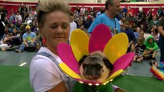 Flower Pug wins second place in costume contest