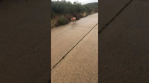 Old Al The Good Old Boy Loves Going On Walks