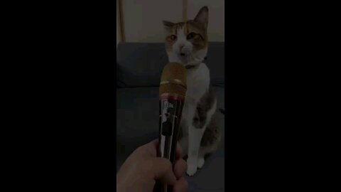 CAT SINGING |funny video 😆😁