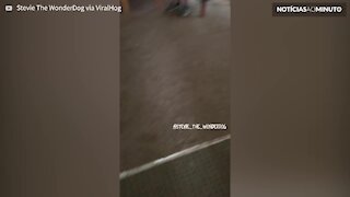 Cão faz dança divertida quando a sua dona chega a casa