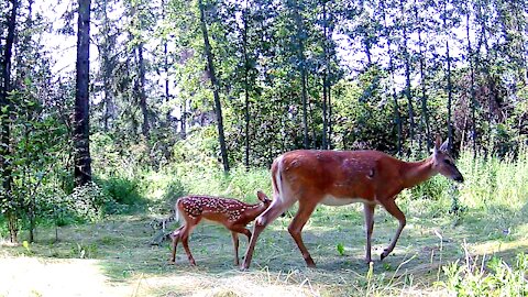 How Does A Mother Deer Protect Her Fawn?