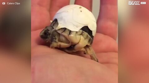 Un bébé tortue n'arrive pas à se défaire de sa coquille!