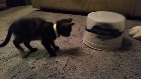 Two Kittens And An Ice Cream Container Are Nothing But Guaranteed Fun