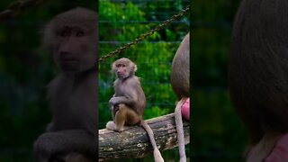 Adorably Cute Little Baby Baboon