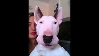 Bull-Terrier Sings Along To Ed Sheeran's 'Thinking Out Loud'