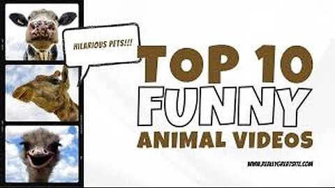 Animal Antics: A Laugh-a-Minute Compilation