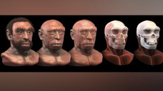 Ancient human species may have died from climate change