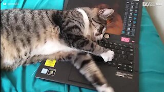 Un chat détruit l'ordinateur portable de son maître