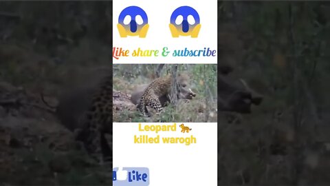 Leopard 🐆 killed warthog| #shorts #youtubeshorts
