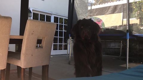 Playing peekaboo with Samson the giant Newfoundland puppy