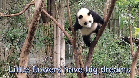 cute and clever panda