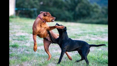 How to make your dogs Aggresive| STEP BY STEP