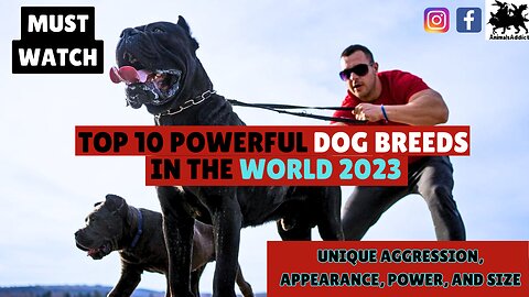 Top 10 - The Most Powerful Dogs In The World | Powerful Dog Breeds | Top Strongest Dog
