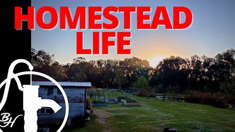 A DAY IN THE LIFE AT OUR HOMESTEAD