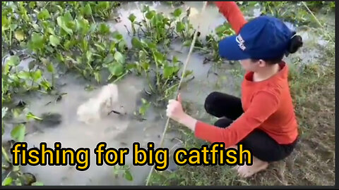 fishing in the swamp can catch big catfish