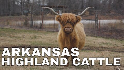Arkansas Highland Cattle | TaylorHawk Farms, Co.