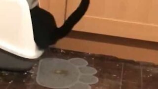 Ce chat ne comprend pas le principe de la litière