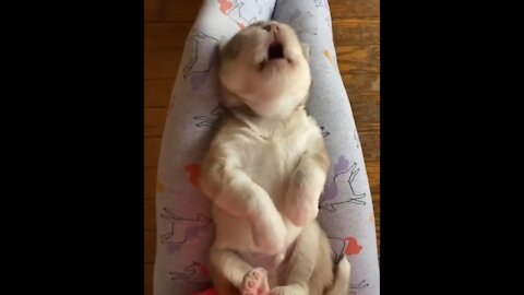 Husky Puppy Throws The Cutest Temper Tantrum!!