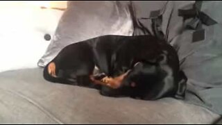 Hund piver når han sover