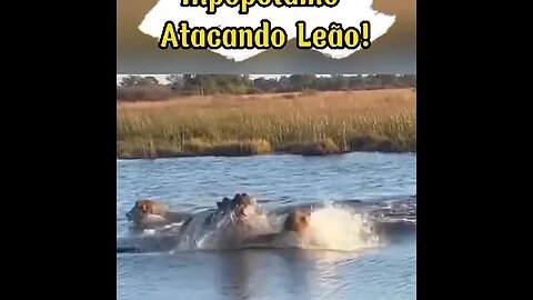 Quando o hipopótamo ataca o leão! #shorts