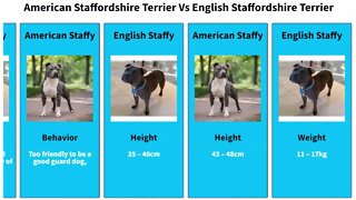 English Staffy Terrier Vs American Staffy Terrier