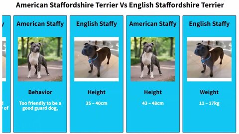English Staffy Terrier Vs American Staffy Terrier