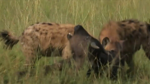 Hyena's brutality in preying on its victims