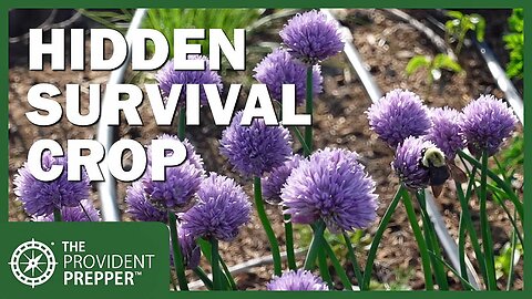 8 Reasons Why Chives Make a Fantastic Survival Crop