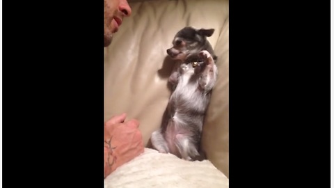 Adorable Chihuahua Likes To Stand Up For Attention