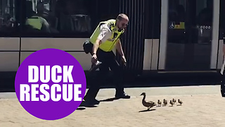 Caring officer caught on camera safely escorting family of ducks across busy road