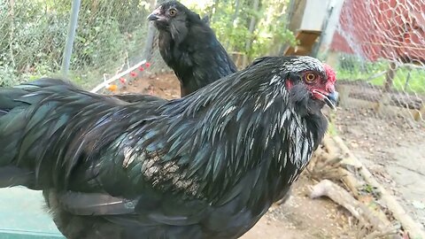 30 Seconds of Chickens, Part 37, Closeup of Grey Head's Underbite