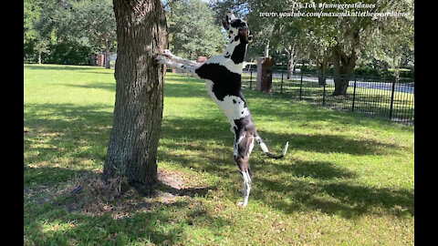 Bouncing Great Dane Wants To Climb A Tree To Meet A New Furry Friend