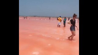 Des touristes subjugués par la "mer rose" de Colombie