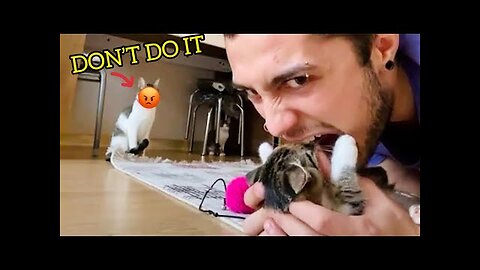 Cats Attacking People Compilation | Cat Slapping Their Owner | Funny Cat Videos