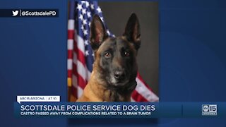 Scottsdale police service dog dies