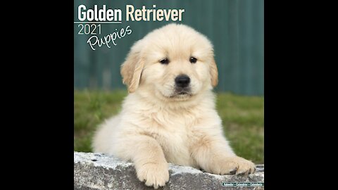 Funny Golden Retriever Puppy videos