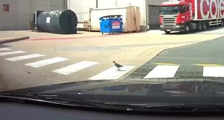 Role model bird crosses street at the crosswalk