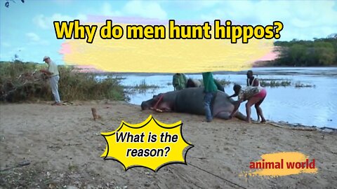 In Africa, hippos are flooding, and hippos are being hunted for ecological balance