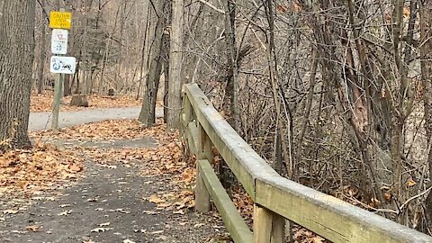 Cardinal and black squirrel