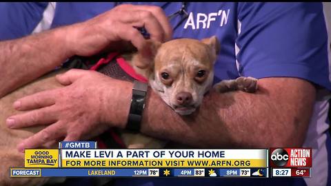 Nov. 5 Rescues in Action: Levi long for permanent home