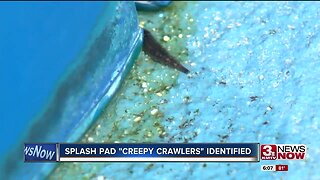 Creepy Crawlies at Local Splash Pad