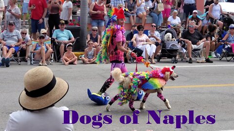 Dogs of Naples