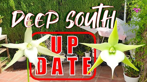 Orchid Tour of Deep SouthGrow Space UPDATE | Variety of different Genus, some Rescues #ninjaorchids