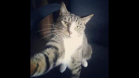 Funny Cat puts her hands up high
