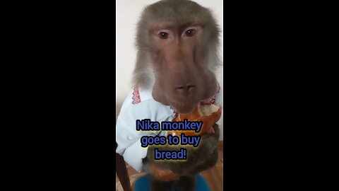 Nicka monkey goes to buy bread!