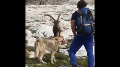 SIBERIAN IBEX GOT MAD ON SIBERIAN HUSKY DURING HIKING IN THE MOUNTAINS