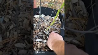 Removing plants from containers #shorts